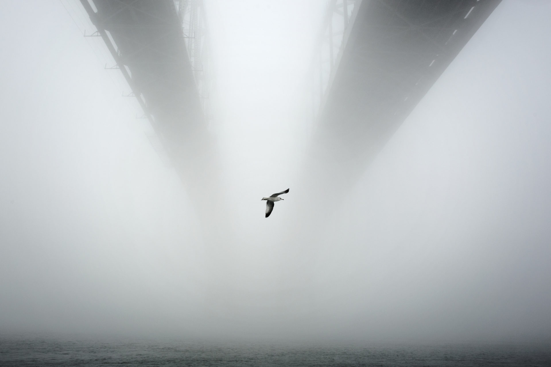 A bird under a large foggy bridge
