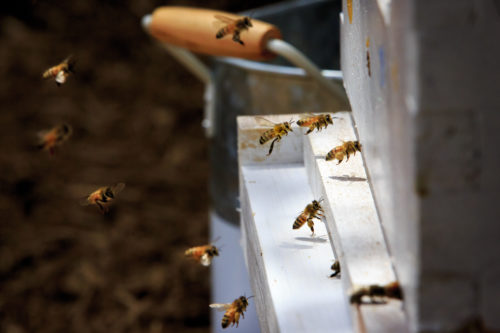 Collecting pollen